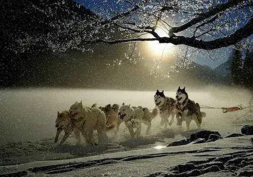 An image of dogs pulling a sled on a bright, snowy day.