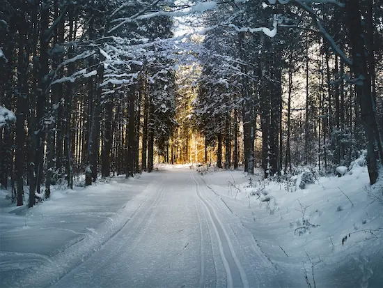 An image of a hiking trail in the middle of the forest.