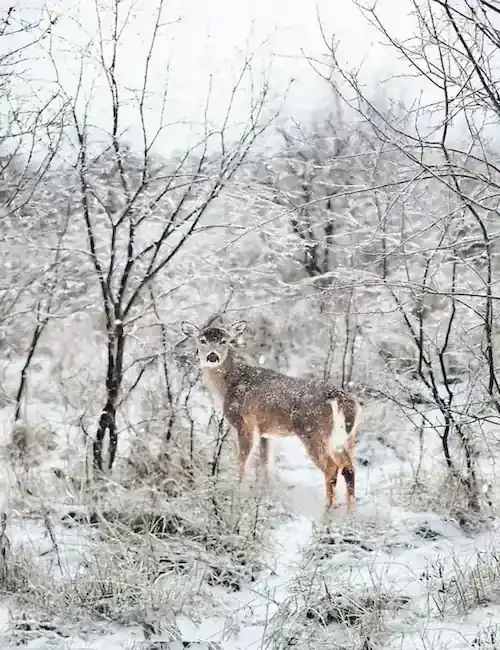 A glimpse of wildlife featuring a deer standing at the center of a snow-covered field.